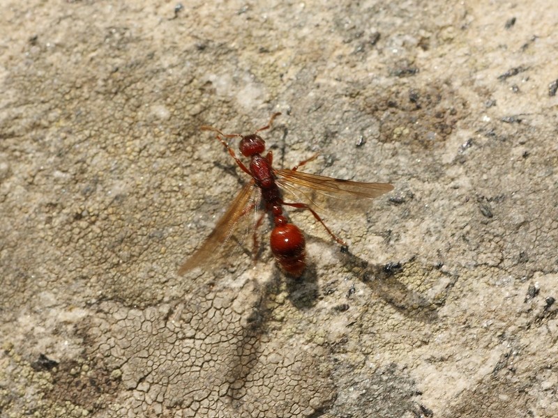 Formicidae: regina di Manica rubida